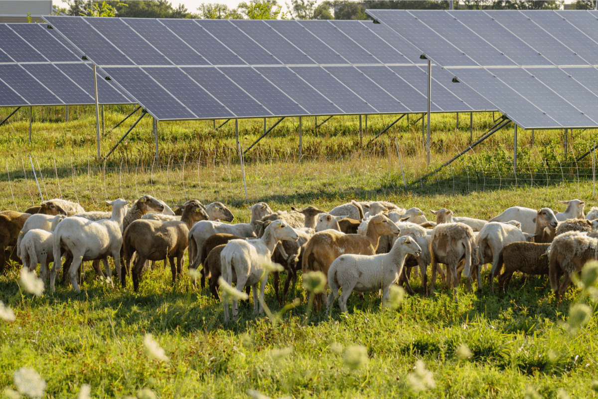 Solar Energy & Sheep Team Up to Build Community Resilience